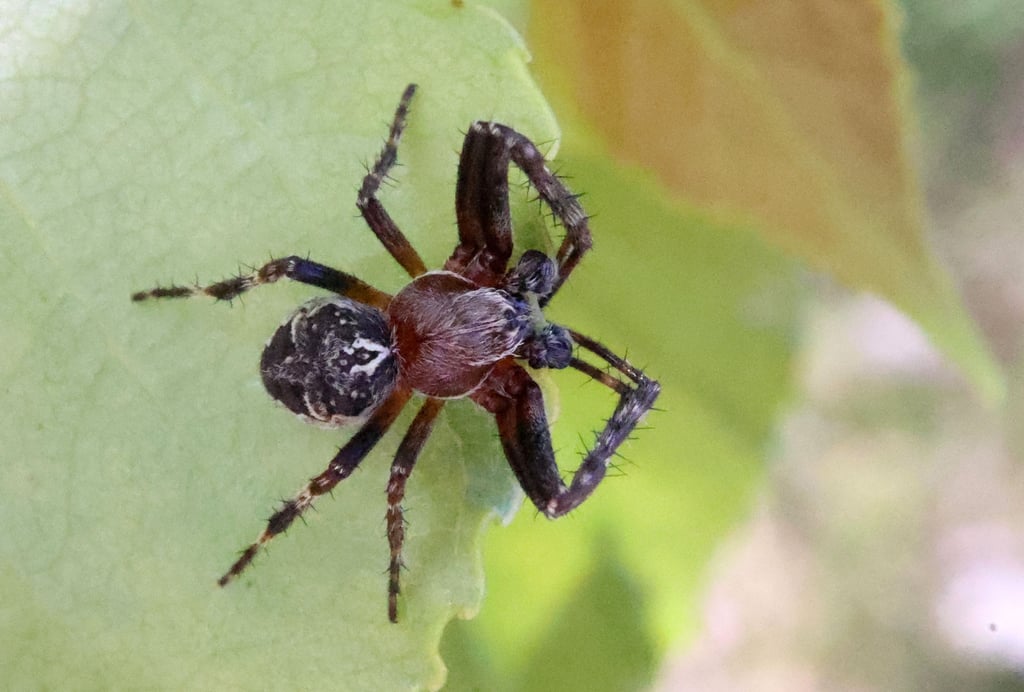 Dieser Hallesche Mitbewohner ist sonst gut getarnt und liebt die Sonne.