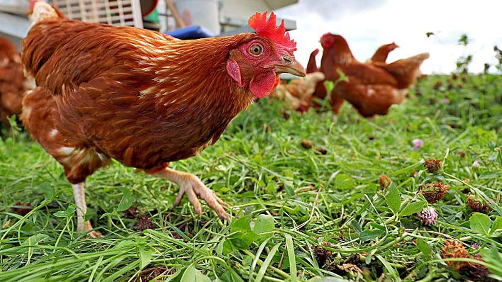 Gute Nachrichten für Hühner: Sie und anderes Geflügel dürfen in Halle ab sofort wieder nach draußen.