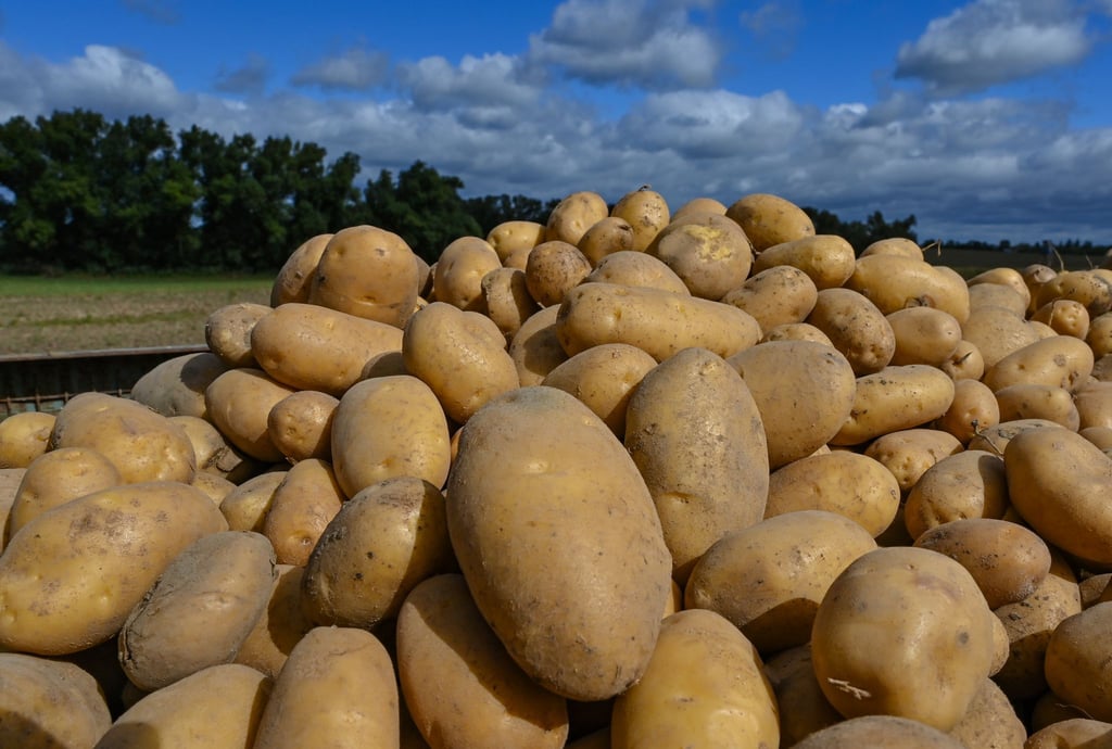 Wohin mit den Kartoffeln? Es gibt ein Überangebot, Bauern bleiben auf Knollen sitzen. (Symbolbild)