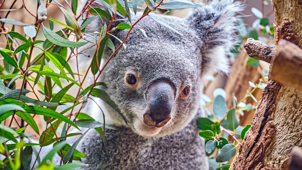 Für den Koala-Nachwuchs sucht der Zoo in Leipzig noch einen Namen.