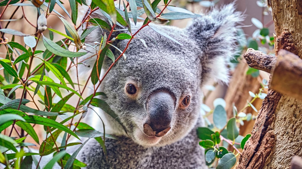 Für den Koala-Nachwuchs sucht der Zoo in Leipzig noch einen Namen.
