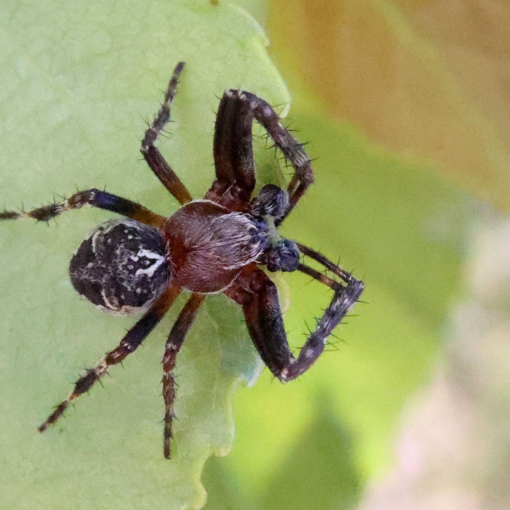 Dieser Hallesche Mitbewohner ist gut getarnt und liebt die Sonne.