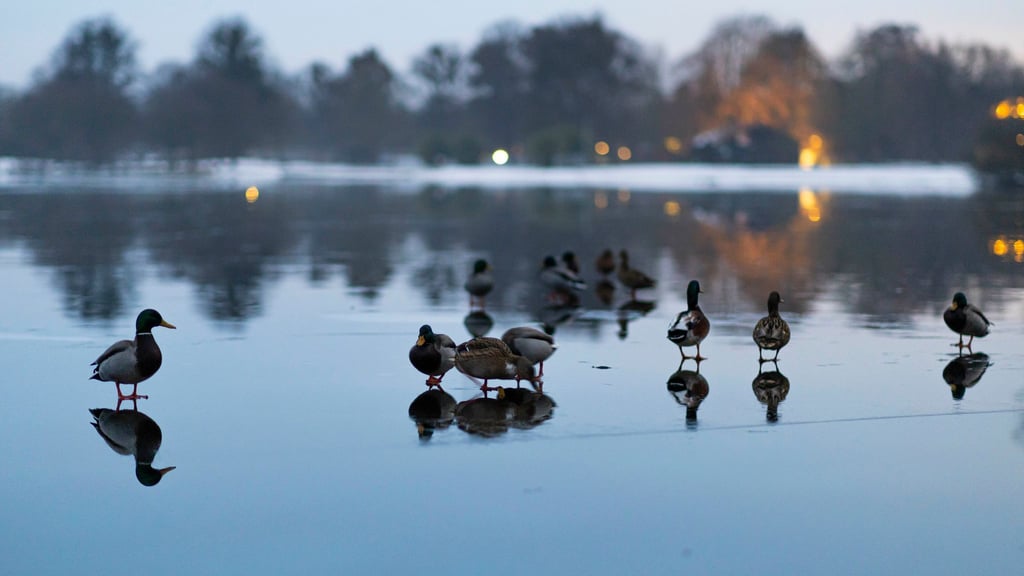 In einigen Gewässern können die Wasserstände infolge der schmelzenden Schneemassen in den kommenden Tagen etwas ansteigen.