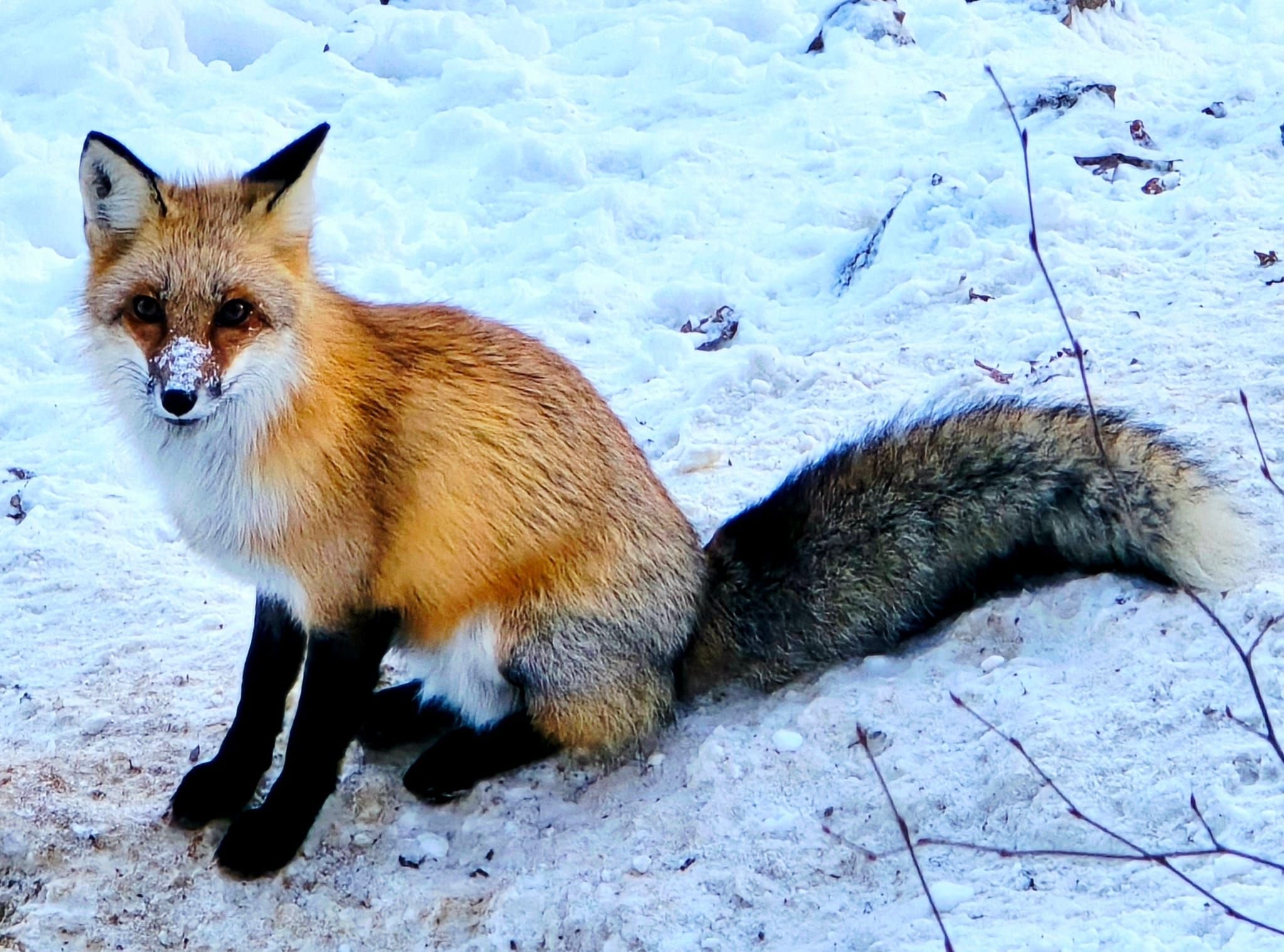 Ausflugstipp für Familien im Harz: Neue Besucherlieblinge und Events: So soll der Wernigeröder Wildpark 2026 bei Besuchern punkten
