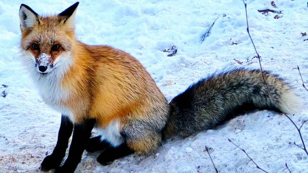 Besucherlieblinge im Wernigeröder Wildpark Christianental: Dank seines markanten Fells gehört der Nachwuchs des Silberfuchspaars zu den meistfotografierten Tieren in der Anlage.