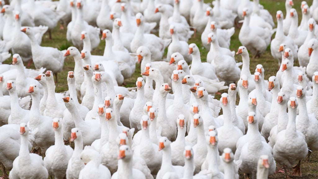 Auch die Gänsezucht Eskildsen war von der aktuellen Vogelgrippe betroffen (Archivbild).