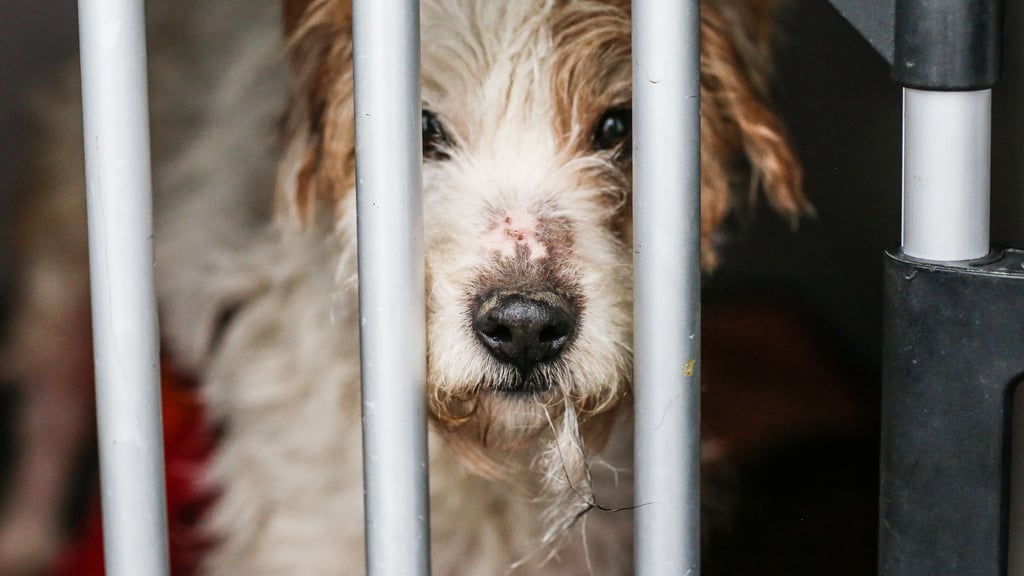 Im Dezember 2024 retteten die Behörden die Hunde bei Bad Lauchstädt.
