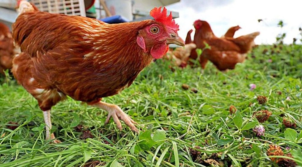 Gute Nachrichten für Hühner: Sie und anderes Geflügel dürfen in Halle ab sofort wieder nach draußen.