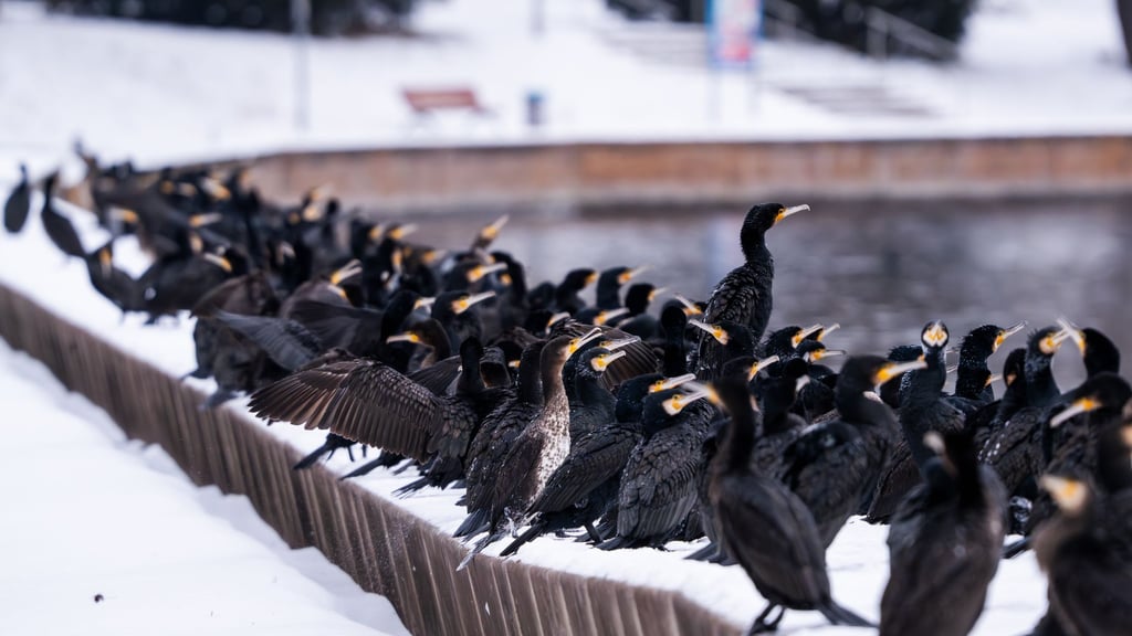 An der „Alten Fahrt“ in Potsdam haben sich unzählige Kormorane auf der Suche nach Fischen gesammelt.