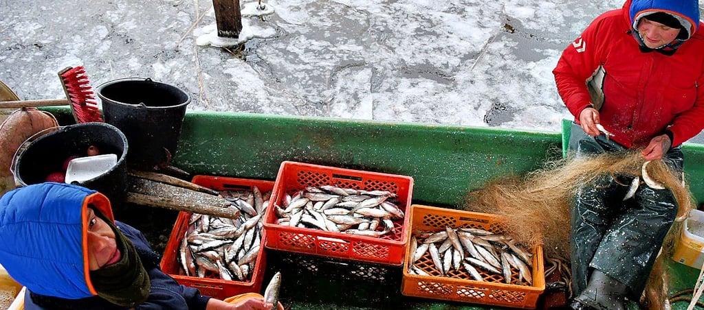 Fabian Stegner (links) und Marvin Miller holten dick eingemummelt aber ohne Handschuhe die Fische aus den Netzen.