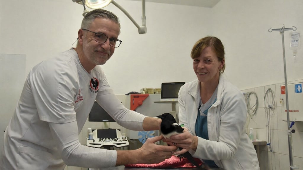 Fachtierarzt Dr. Andres Pohl und Stefanie Adam-Schulke, tiermedizinische Fachangestellte, untersuchen die verletzte Elster.