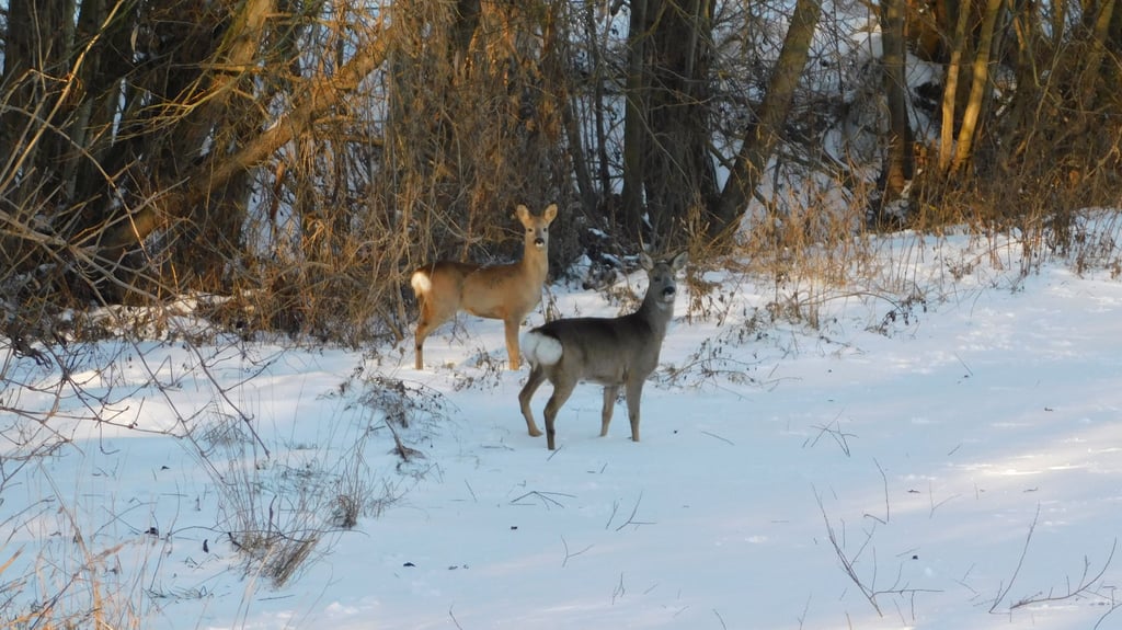 Am Sonntag waren Rehe in der Bennunger Feldflur unterwegs.