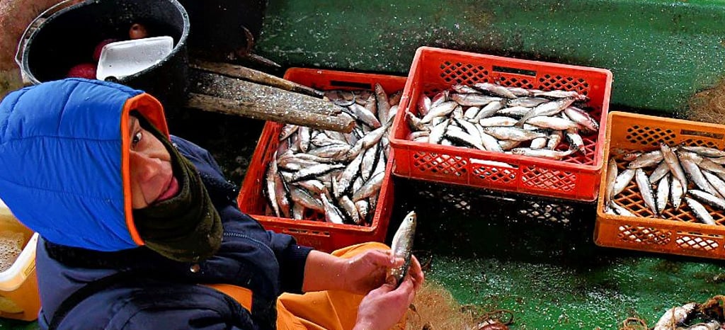 Fabian Stegner holte dick eingemummelt aber ohne Handschuhe die Fische aus den Netzen.