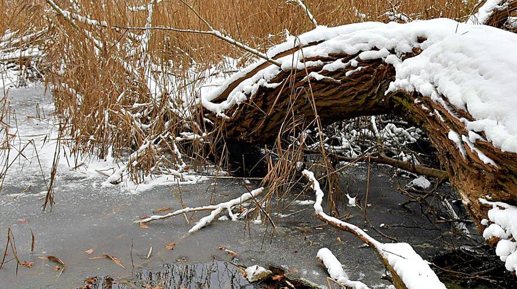 Morsche Baumreste, Schnee und ein gefrorener Uferbereich sind Hingucker.