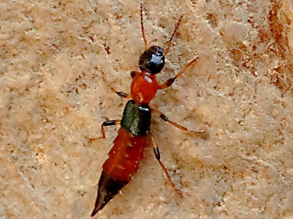 Alles andere als ungefährlich ist das Gift, das dieser Mitbewohner absondern kann.