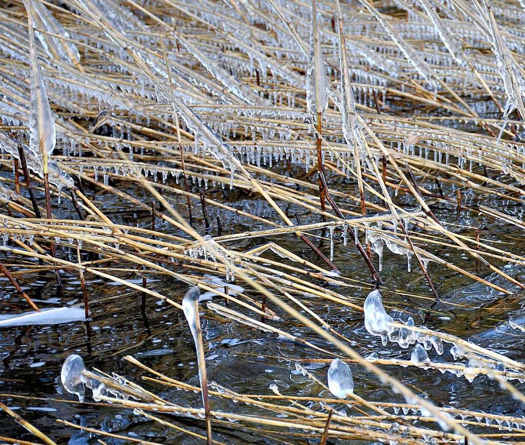 Schilfpflanzen verneigen sich förmlich unter dem Eisdruck.