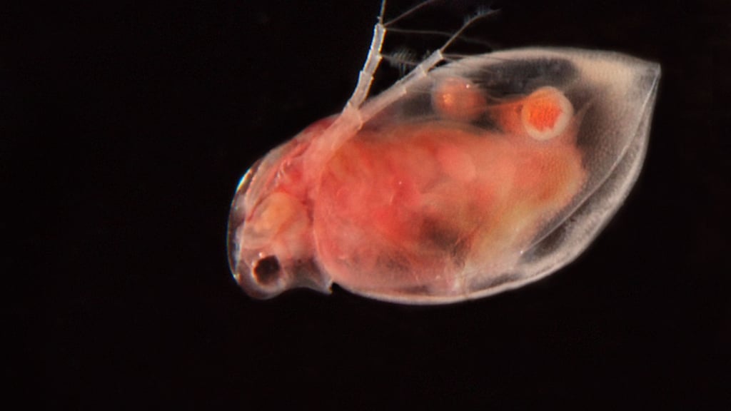 Höchstens 90 Tage dauert das Leben dieses kleinen Mitbewohners.