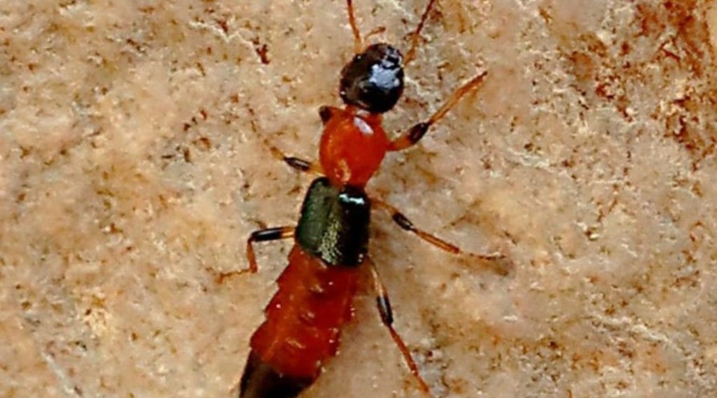 Alles andere als ungefährlich ist das Gift, das dieser Mitbewohner absondern kann.