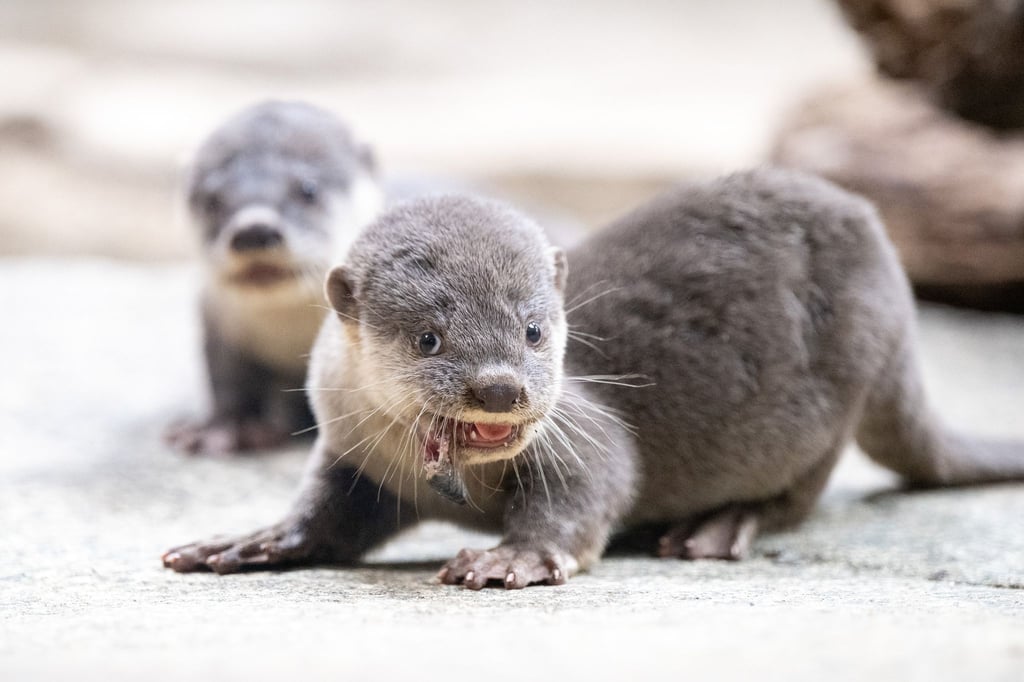 Glattotter-Jungtiere sitzen im Zoo Dresden während der Fütterung in ihrem Gehege. (Archivbild)