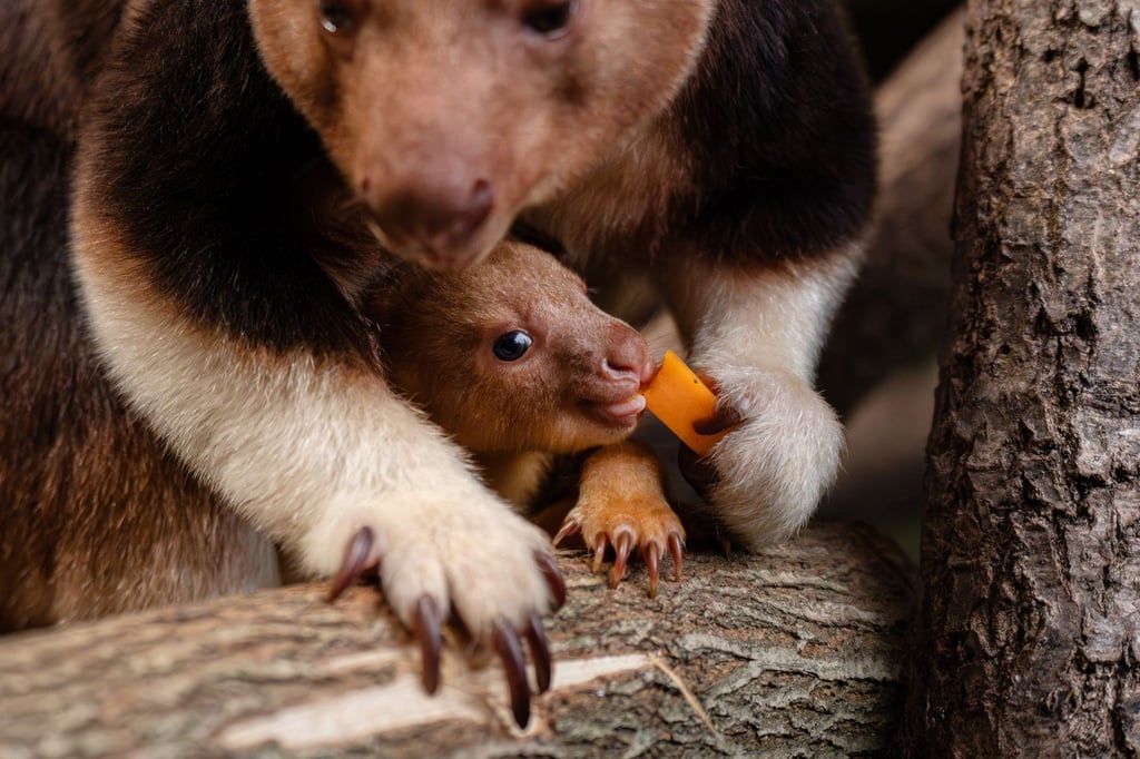 Ein seltenes Baumkänguru-Baby macht gerade seine ersten Erfahrungen mit der Außenwelt.