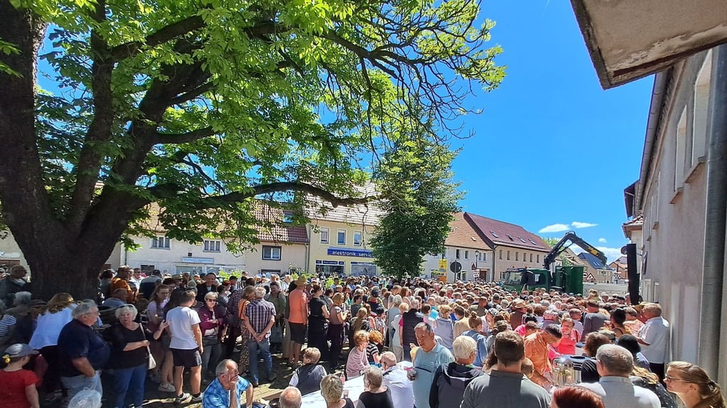 Die imposante Kastanie auf dem Allstedter Bäckerplatz spendete auch beim Mohnkuchen-Event 2024 Schatten.