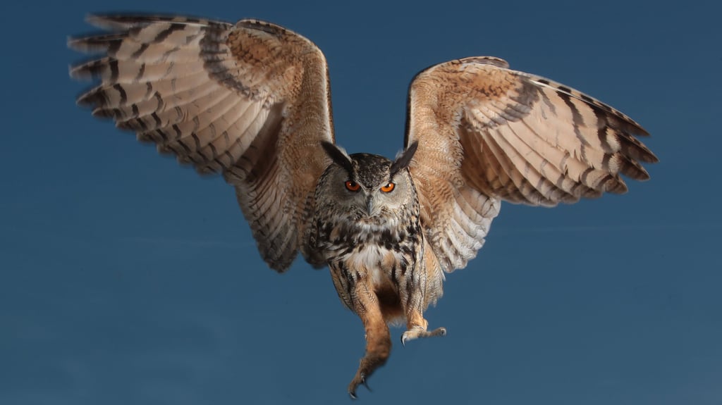 In einer Kirche in Halle baute sich eine Familie dieser Art ihr Zuhause in der Stadt.