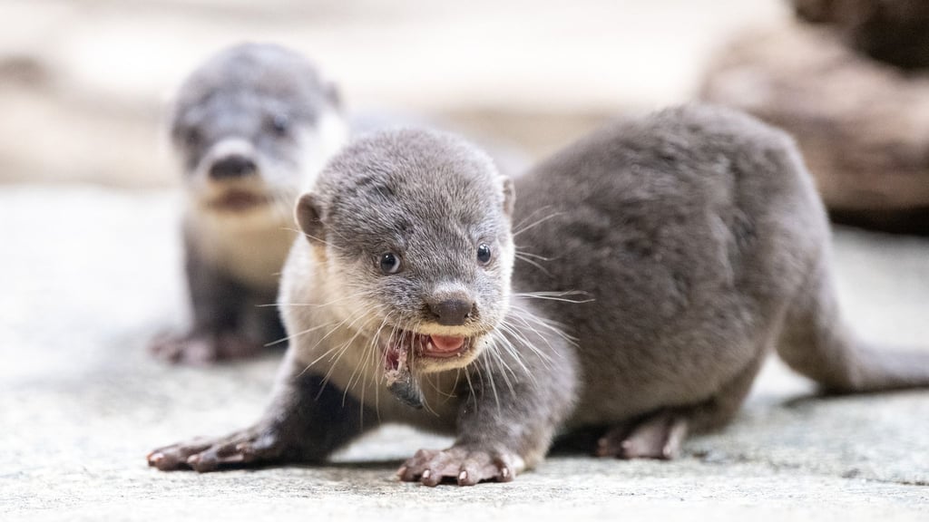 Glattotter-Jungtiere sitzen im Zoo Dresden während der Fütterung in ihrem Gehege. (Archivbild)