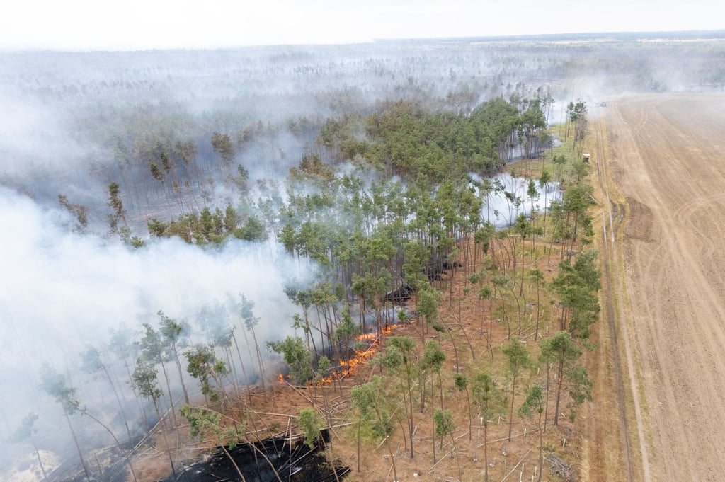 Wälder stehen unter anderem wegen Bränden und Borkenkäfer unter Druck. (Archivbild)