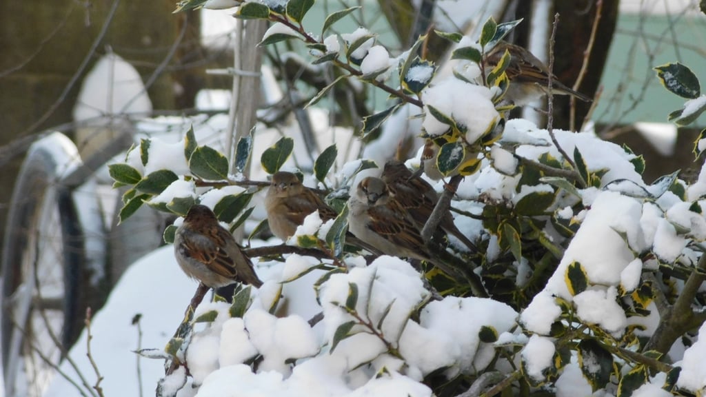 Die Haussperlinge vertrieben gemeinsam tapfer einen Sperber.  