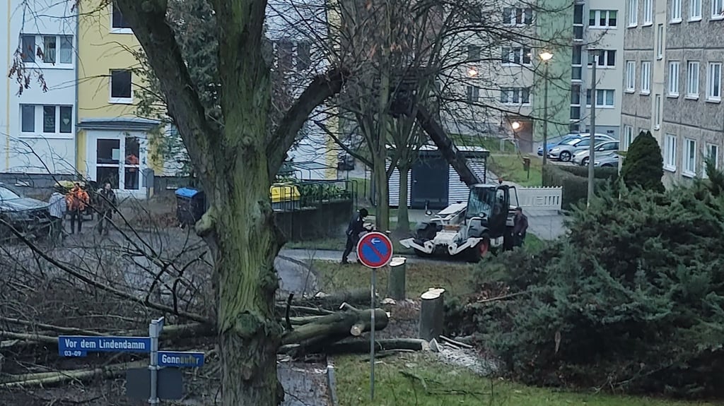 Ende November wurden die Bäume in der Nordsiedlung gefällt. Bis spätestens Ende dieses Jahres muss es jetzt Ersatzpflanzungen geben.
