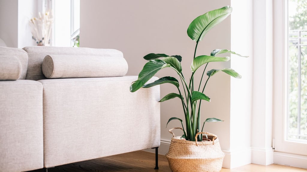 Eine Strelitzie (Strelitzia reginae) kann ein echter Hingucker im Wohnzimmer sein. Die große Zimmerpflanze gedeiht am besten an einem sonnigen Platz.