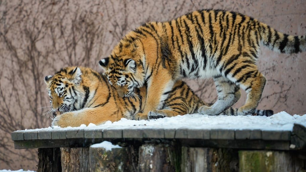 Spielende Tigerjunge im Magdeburger Zoo im Januar 2026. Der neue Zoodirektor zieht eine positive Bilanz für 2025.