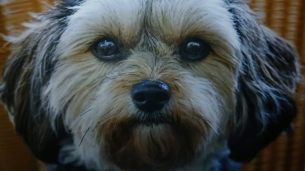 Havaneser-Hündin Ruby ist offenbar vergiftet worden.