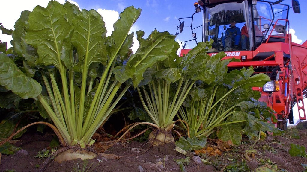 Über aktuelle Sorgen in Landwirtschaft haben junge Bauern von der Landwirtschaftsschule in Haldensleben mit der Vlksstimme gesprochen.