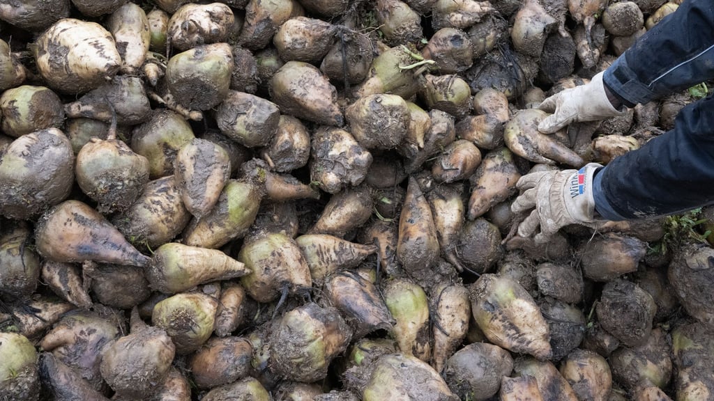 Rübenzucker wird vor allem in der Lebensmittelindustrie für Süß- und Backwaren sowie Getränke eingesetzt. (Symbolbild)