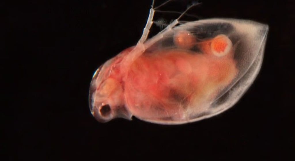 Höchstens 90 Tage dauert das Leben dieses kleinen Mitbewohners.