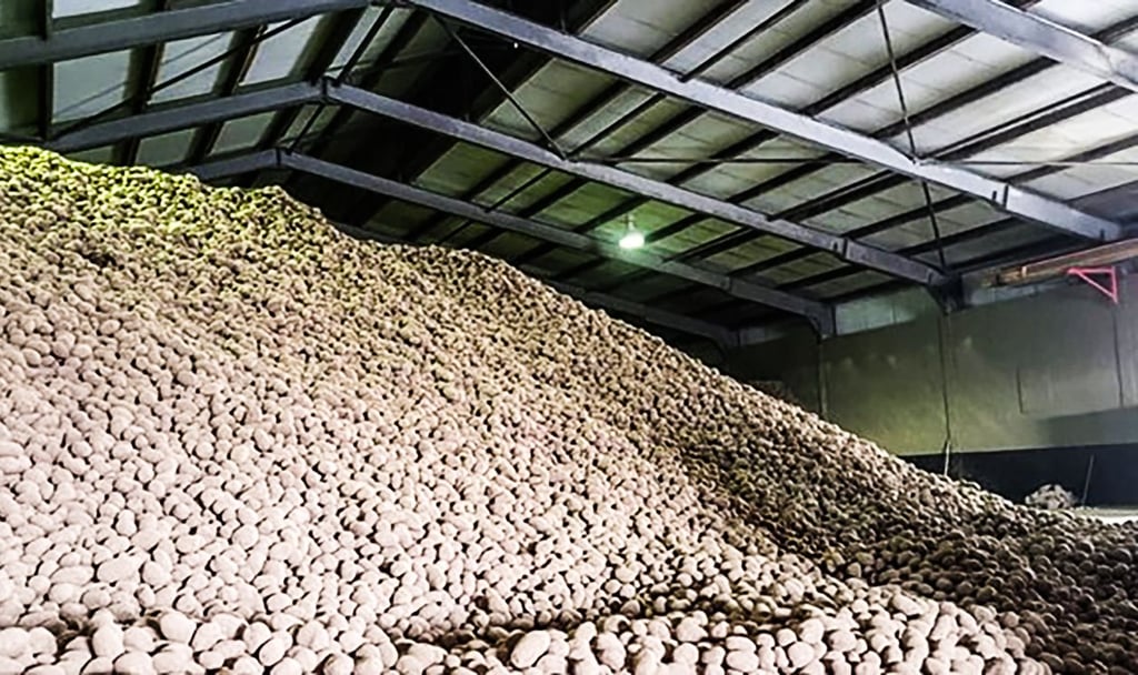 Der riesige Kartoffelberg in der Osterland Agrar GmbH.