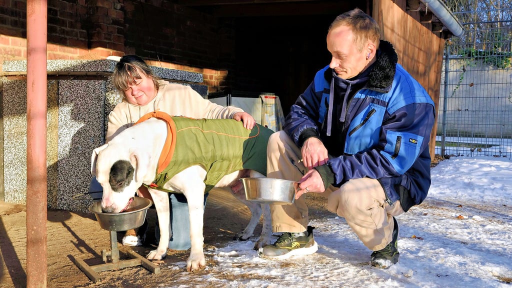 Unter anderem werden zahlreiche Hunde  von den Mitarbeitern im Tierheim Köthen betreut.