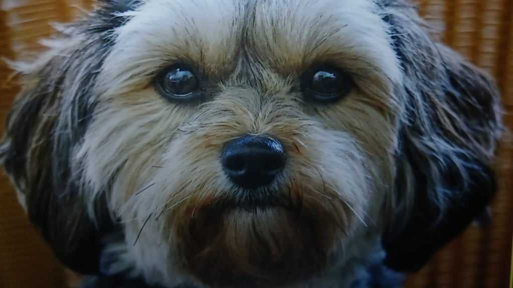 Havaneser-Hündin Ruby ist in Halle offenbar vergiftet worden.