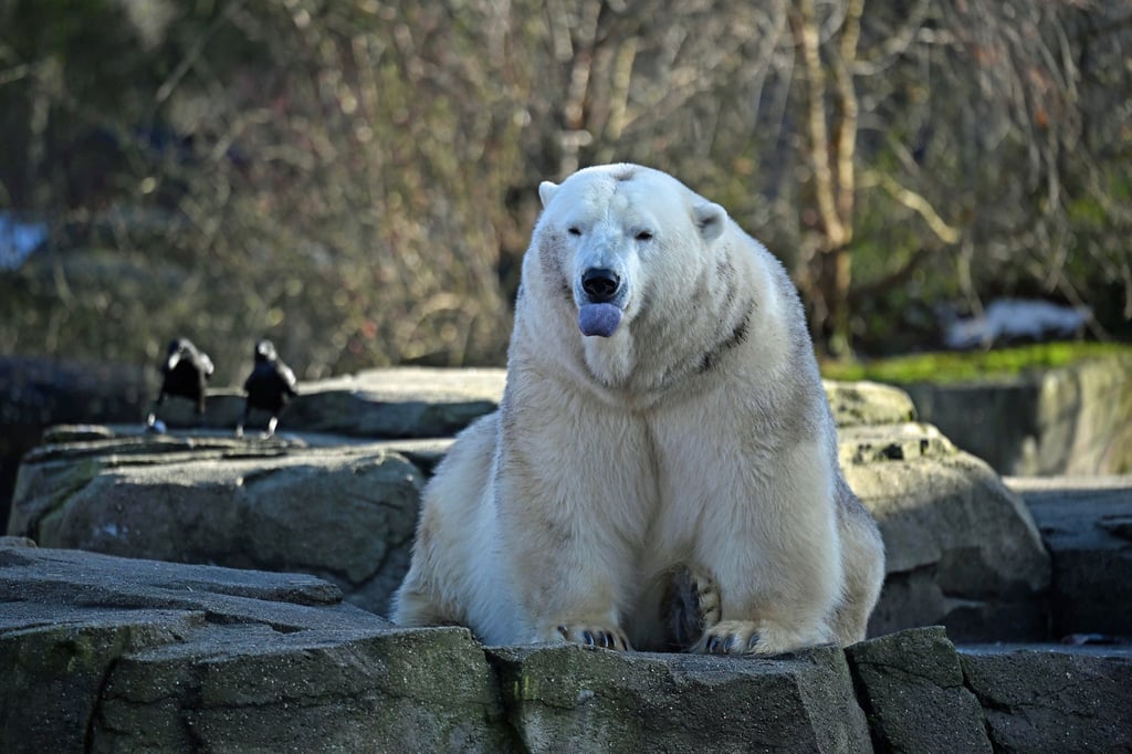 Bei den Eisbären fällt das Zählen leicht: Drei leben im Zoo Hannover.