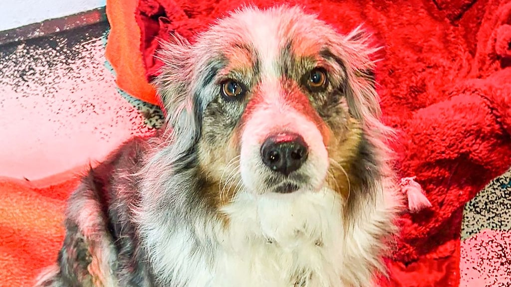 Am Freitagnachmittag, 9. Januar 2026, fehte nicht mehr viel und Hündin Chayenne wäre in der Biese bei Dobbrun erfroren. Doch sie hatte Glück, wurde entdeckt und von der Feuerwehr Osterburg gerettet. 