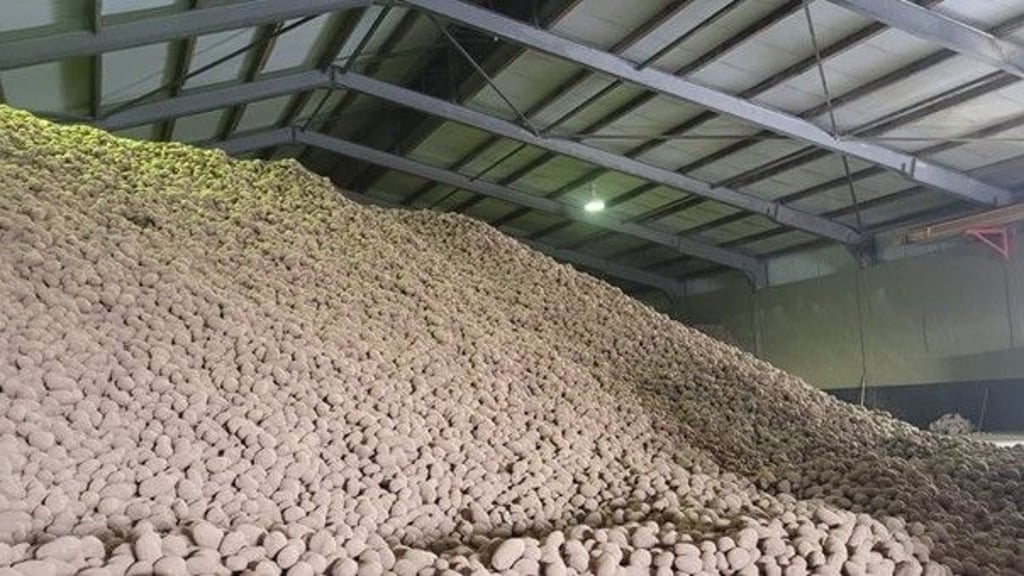 Der Kartoffelberg in einem Lager der Osterland Agrar GmbH in Frohburg.