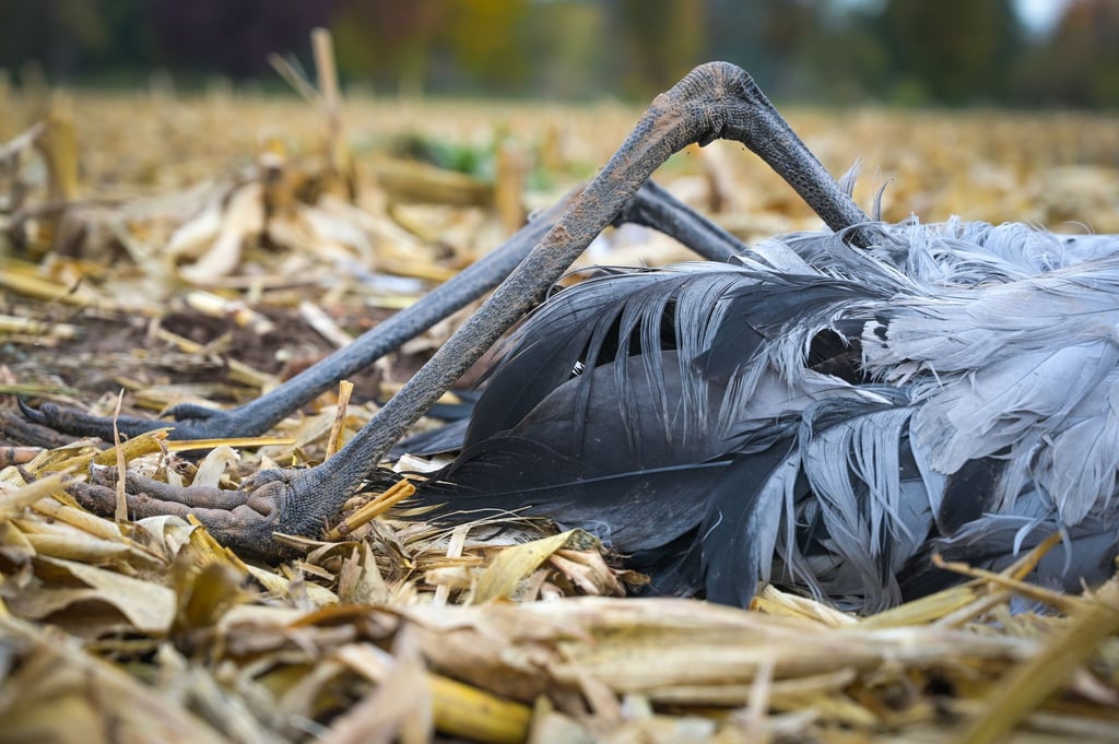 Im Landkreis Mansfeld-Südharz wurden alle wegen der Vogelgrippe geltenden Schutzmaßnahmen aufgehoben. (Archivbild)