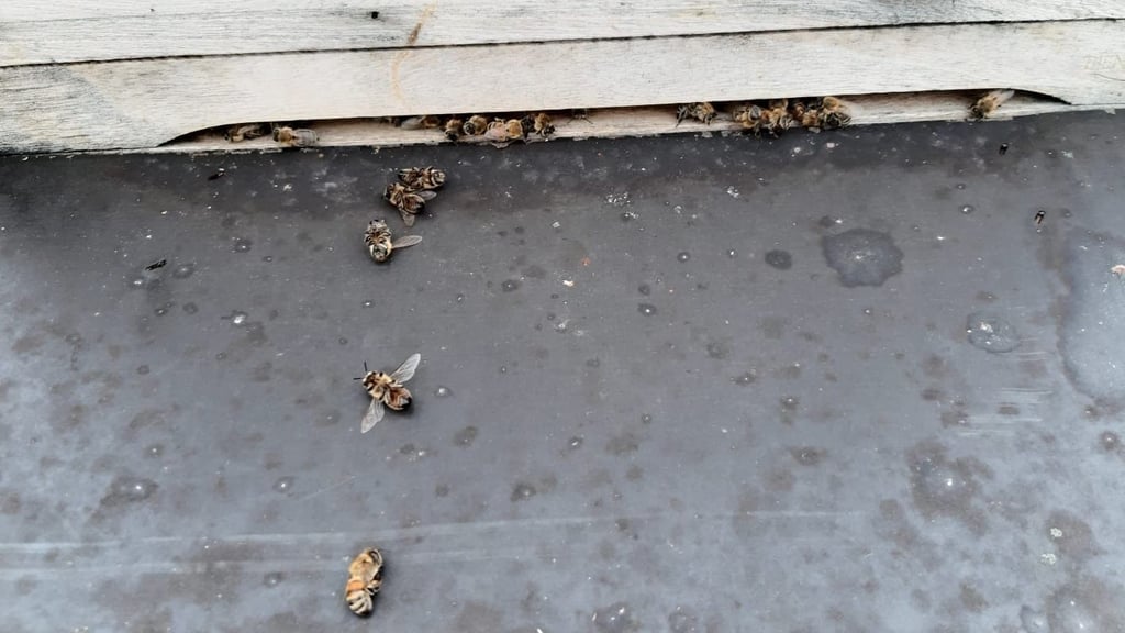 Unbekannte haben den Deckel einer Beute, in der eines der beiden Bienenvölker der Schulimkerei der Sine-Cura-Schule Gernrode in Winterruhe war, entfernt. Zahlreiche Tiere sind gestorben.