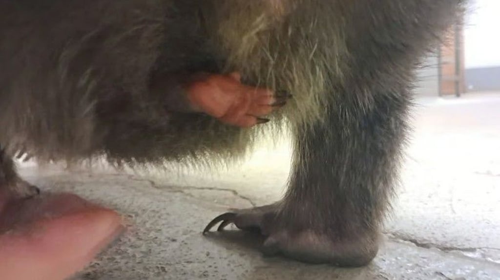 In Halles Bergzoo hat sich Nachwuchs angekündigt. Nur: Wer winkt da wohl aus dem Beutel?