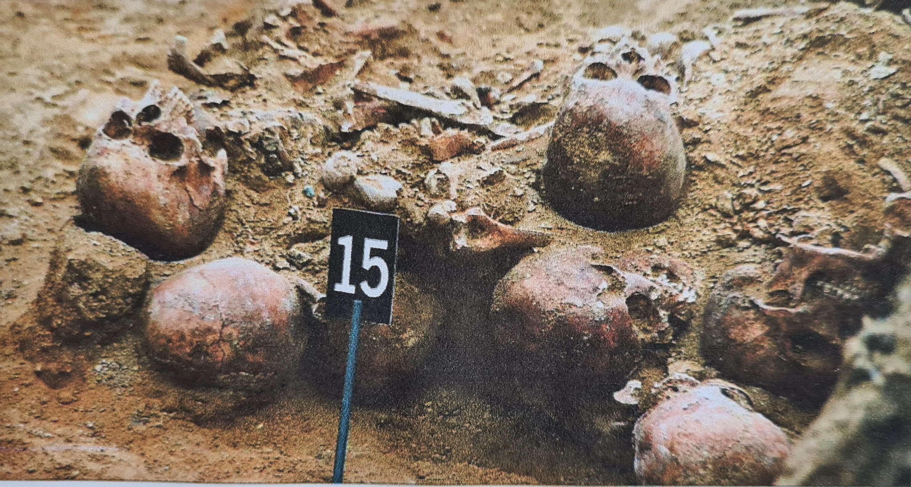 Magdeburger Knochenfunde: Das Rätsel der 60 Skelette