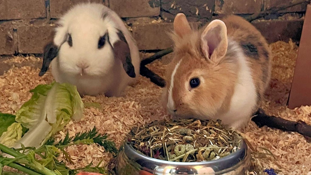 Alice (links) und Mirana wurden im Wald ausgesetzt. Dank einer aufmerksamen Spaziergängerin konnten sie rechtzeitig gerettet werden.
