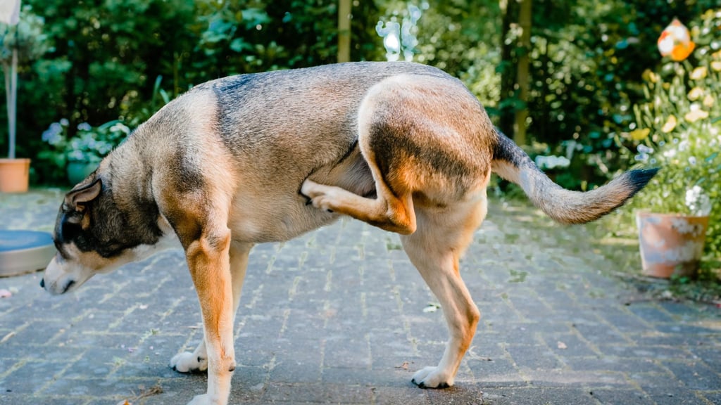 Der Hund kratzt sich unentwegt? Dahinter können Allergien, Entzündungen oder Parasiten stecken.