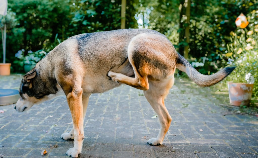 Der Hund kratzt sich unentwegt? Dahinter können Allergien, Entzündungen oder Parasiten stecken.