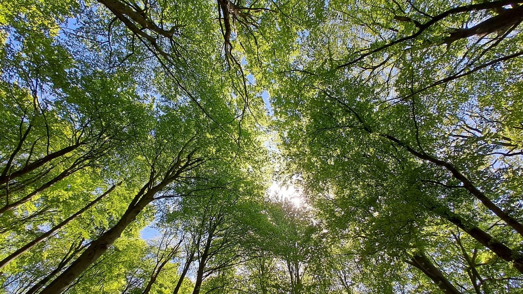 Der geplante Verkauf von rund 1.000 Hektar Privatwald bei Stolberg an die Nabu-Stiftung sorgt für Diskussionen.